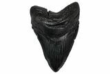 Fossil Megalodon Tooth - South Carolina #345797-1